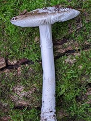 Amanita excelsa