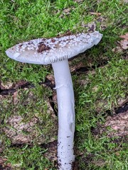 Amanita excelsa