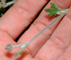 Xanthosia