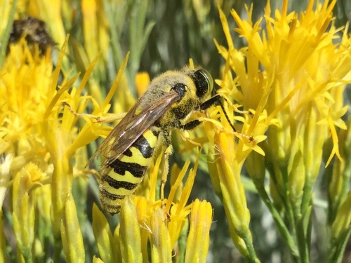 iNaturalist observation photo of American Sand Wasp