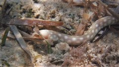 Myrichthys breviceps