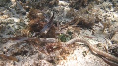 Myrichthys breviceps