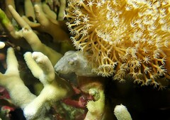 Sepia bandensis