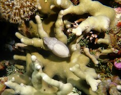 Sepia bandensis