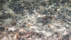 Myrichthys breviceps