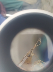 Neocaridina denticulata