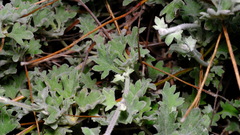 Xanthosia