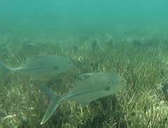 Caranx papuensis