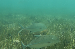 Caranx papuensis