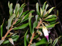 Conostephium pendulum