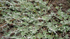 Xanthosia