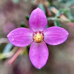 Boronia gracilipes