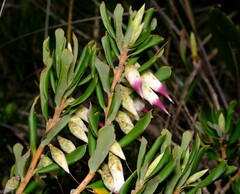 Conostephium pendulum