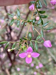 Boronia gracilipes