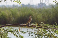 Lanius isabellinus