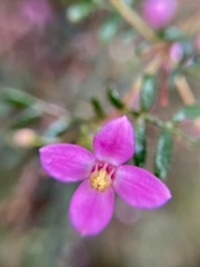 Boronia gracilipes