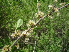 Prunus spinosa dasyphylla