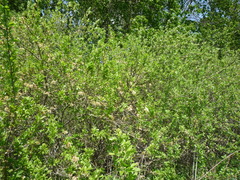 Prunus spinosa dasyphylla