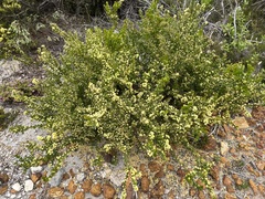 Acacia littorea