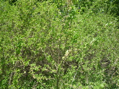 Prunus spinosa dasyphylla