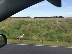 Cereopsis novaehollandiae