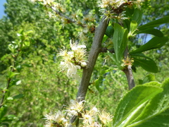 Prunus spinosa dasyphylla