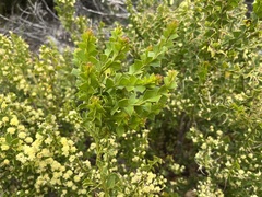Acacia littorea