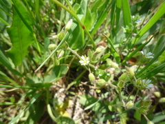 Prunus spinosa dasyphylla