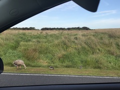 Cereopsis novaehollandiae