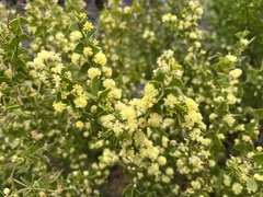 Acacia littorea