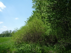 Prunus spinosa dasyphylla