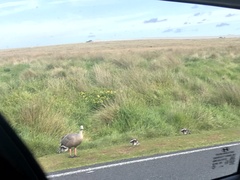 Cereopsis novaehollandiae