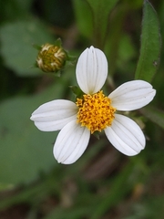 Bidens pilosa