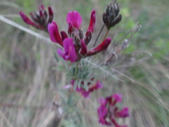 Astragalus cornutus