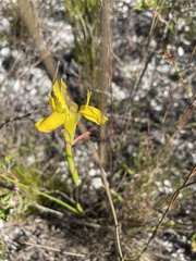 Moraea neglecta