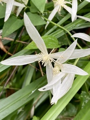 Clematis pubescens