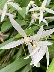 Clematis pubescens