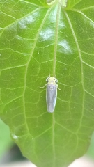 Cicadellinae