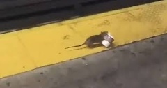 Rattus norvegicus