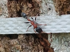 Tetraponera rufonigra