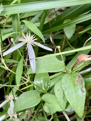 Clematis pubescens