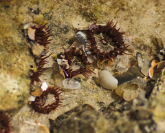 Anthopleura