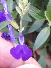 Salvia microphylla