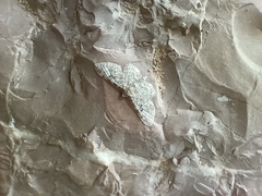 Gymnoscelis rufifasciata