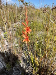 Watsonia stenosiphon