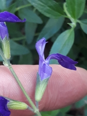 Salvia microphylla