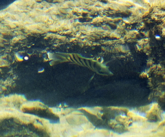 Abudefduf bengalensis