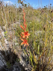 Watsonia stenosiphon