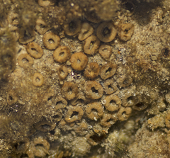 Palythoa mutuki