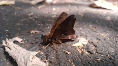 Hasora badra